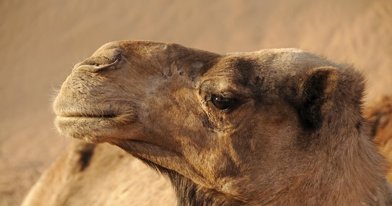 10 spécialités culinaires à goûter absolument lors d'un voyage au Maroc